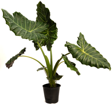 Mayan Mask Alocasia