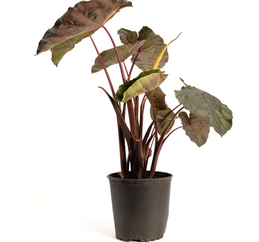 Redemption™ Colocasia