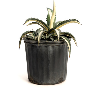 Agave Americana ‘Mediopicta Alba’