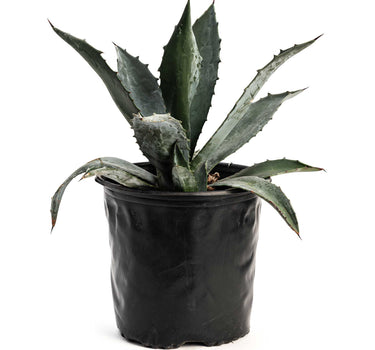 Agave Americana