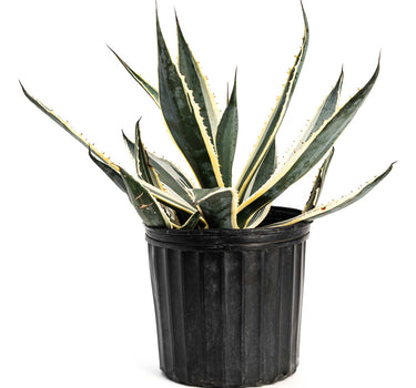 Agave Americana ‘Variegata’