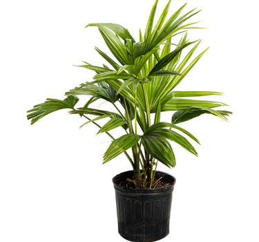Chinese Fan Palm