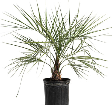 Pindo Palm