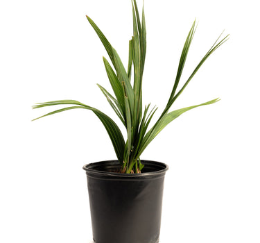 Dwarf Palmetto Tree