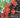 Tangerine Beauty Crossvine blooms