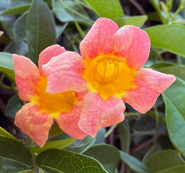Tangerine Beauty Crossvine blooms