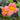 Tangerine Beauty Crossvine blooms