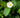 Tea Plant bloom