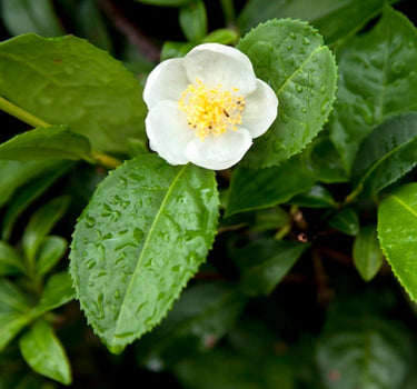Tea Plant bloom