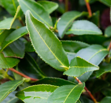 Tea Plant foliage
