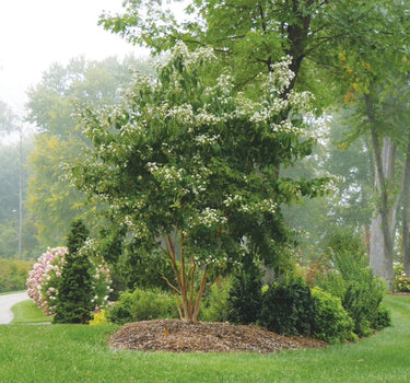 Temple of Bloom Seven-Son Flower Tree
