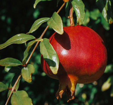 Texas Pink Pomegranate Tree