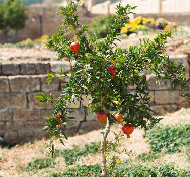 Texas Pink Pomegranate Tree
