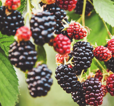 Thornless Blackberry Bush