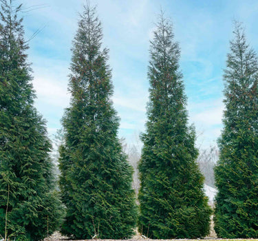 American Pillar Thuja