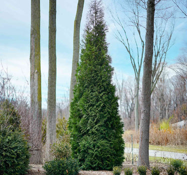 American Pillar Thuja