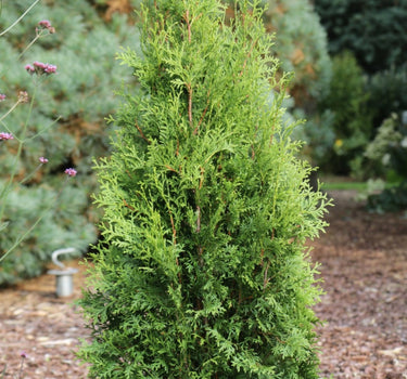 Private Jet™ Arborvitae