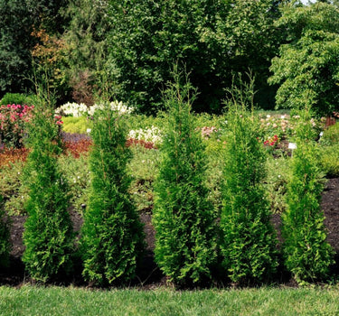 Private Jet™ Arborvitae