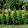 Private Jet™ Arborvitae