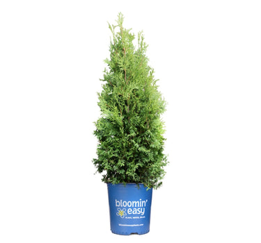 Private Jet™ Arborvitae