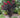 Thunderstruck™ Rumblin Red™ Crape Myrtle
