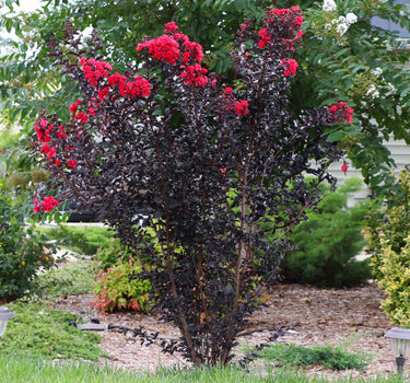 Thunderstruck™ Rumblin Red™ Crape Myrtle
