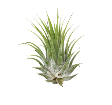 Tillandsia Air Plant Ionantha - 5 Pack