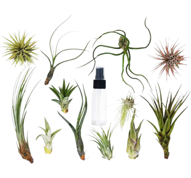 Tillandsia Air Plant Variety Pack w/ Spray Bottle