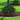 Dwarf Tiny Tank Cast Iron Plant