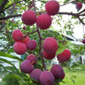 Bubblegum Toka Plum Tree