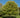 Tulip Poplar