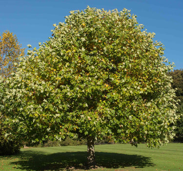 Tulip Poplar