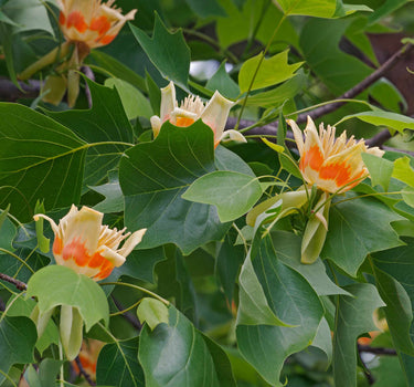 Tulip Poplar
