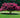 Tuscarora Crape Myrtle