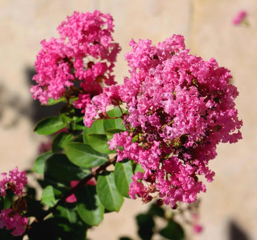 Tuscarora Crape Myrtle