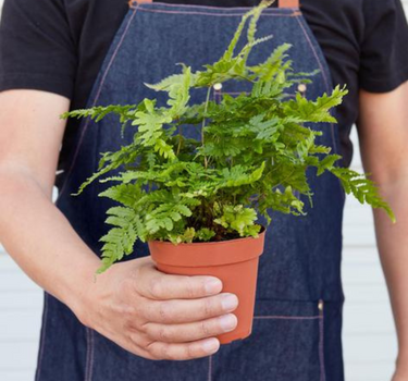 'Autumn' Fern - 4" Pot - NURSERY POT ONLY