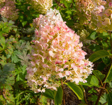 Vanilla Strawberry™ Hydrangea