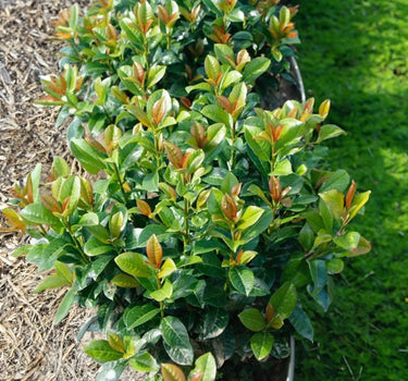 Volcano Cherry Laurel