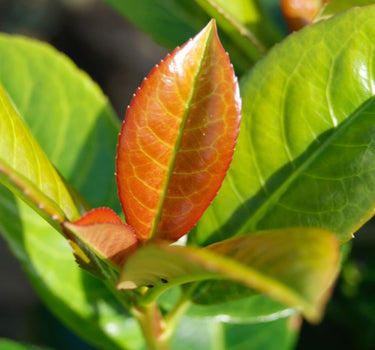 Volcano Cherry Laurel