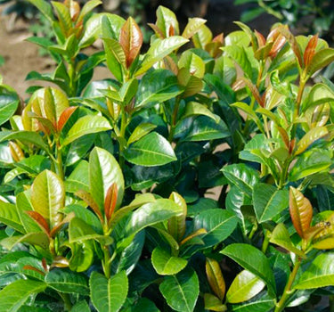 Volcano Cherry Laurel
