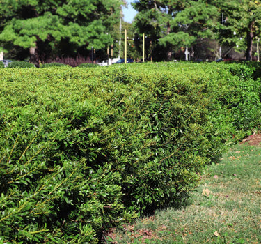 Southern Wax Myrtle