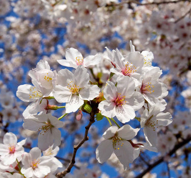 Weeping Yoshino Flowering Cherry