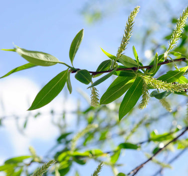 Weeping Willow