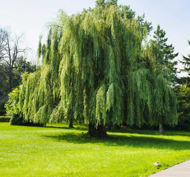 Weeping Willow