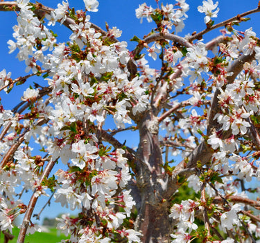 Weeping Yoshino Flowering Cherry