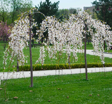 Weeping Yoshino Flowering Cherry