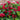 Maroon Swoon® Weigela