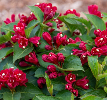 Maroon Swoon® Weigela