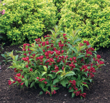 Maroon Swoon® Weigela