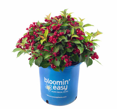 Maroon Swoon® Weigela